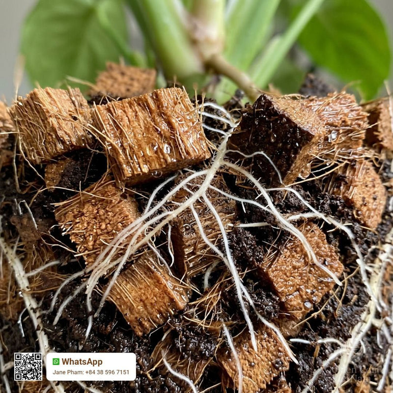 6 Reasons Coconut Husk Can Be Used As Fertilizer for a Healthier Garden - Golden Coir VietNam