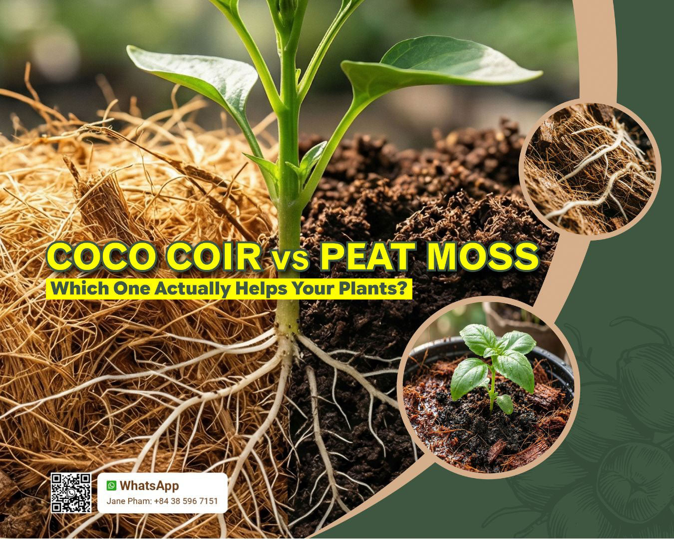 Side-by-side comparison of plant roots growing in breathable coco coir versus dense peat moss, showing which soil amendment best supports hydration.