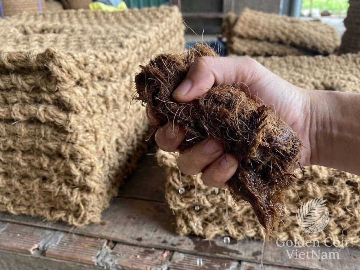 squeeze test for coconut fiber showing correct moisture level after rehydrating coco coir block for planting