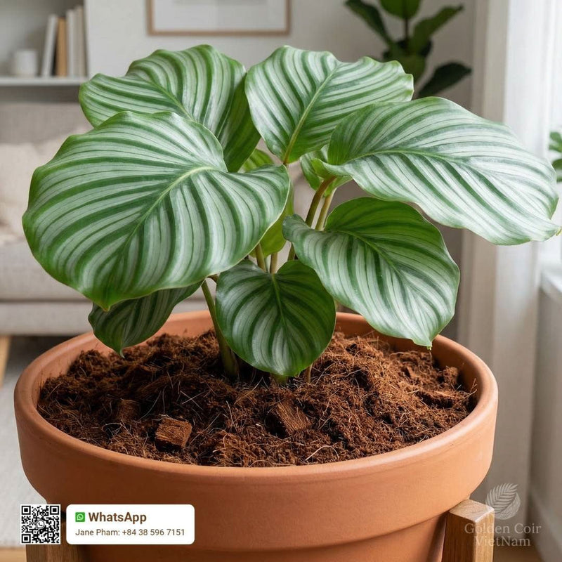 Is Coco Coir Good For Calathea? - Golden Coir VietNam