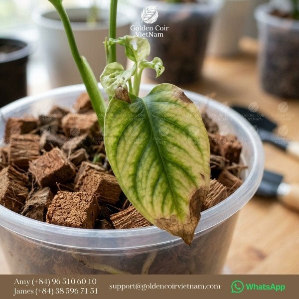 What Are The Disadvantages Of Coco Coir Chips? - Golden Coir VietNam