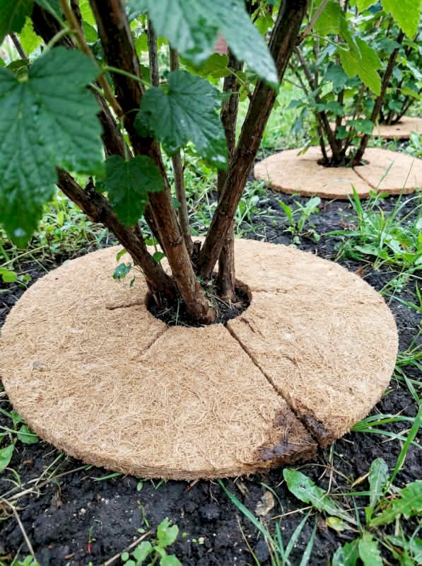 Coco Fiber Tree Ring, Natural Coir Mulch Mat for Pots, Trees, and Garden Beds - Golden Coir VietNam