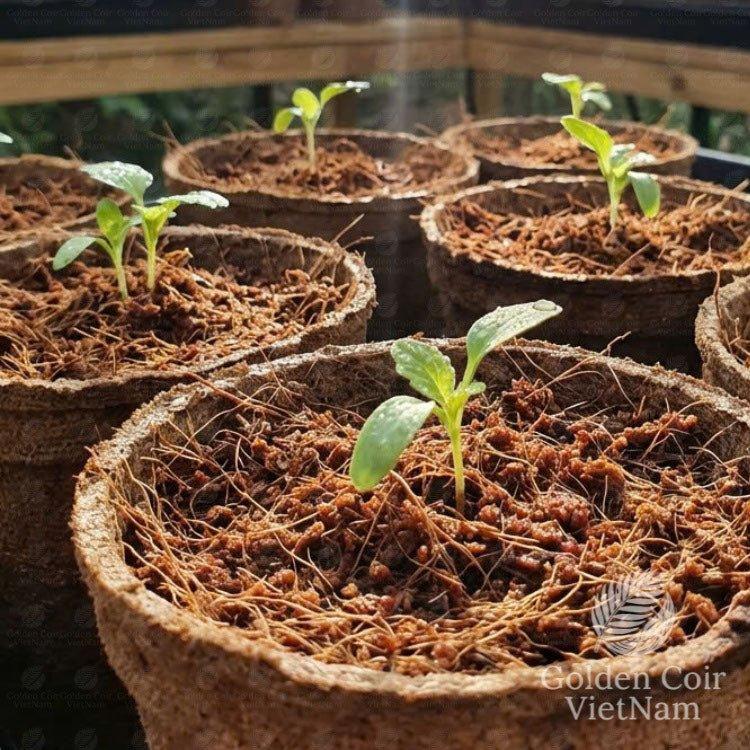 Coconut Coir Brick 5kg from Vietnam, Organic Coco Coir Bricks for Plants - Golden Coir VietNam